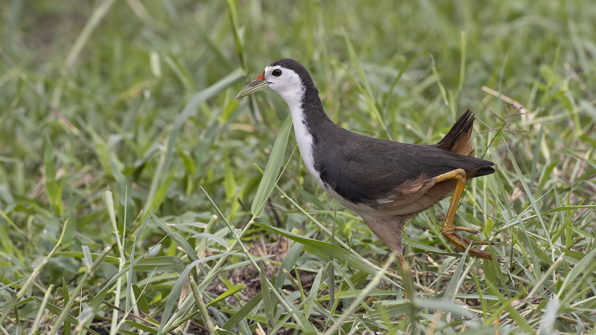 White-breasted Waterhen
